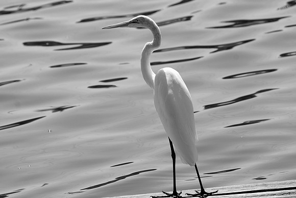 Watchful