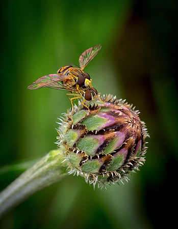 Tandem Fliers