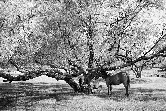 Under the old Mesquite
