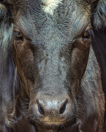 Bovine