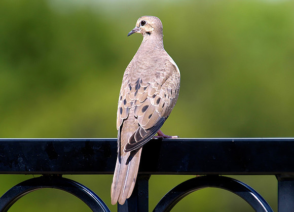 Dove Portrait