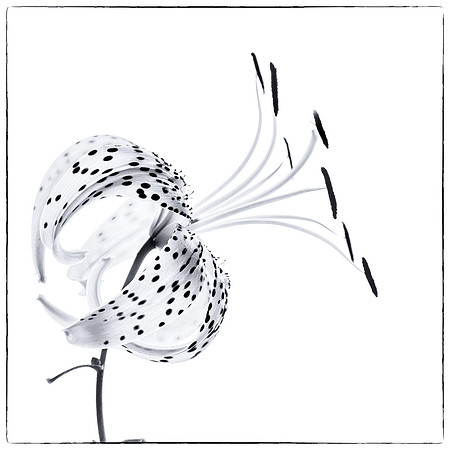 Tiger Lily 620