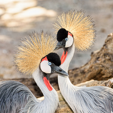 Lovebirds