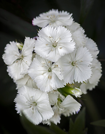 White Flowers