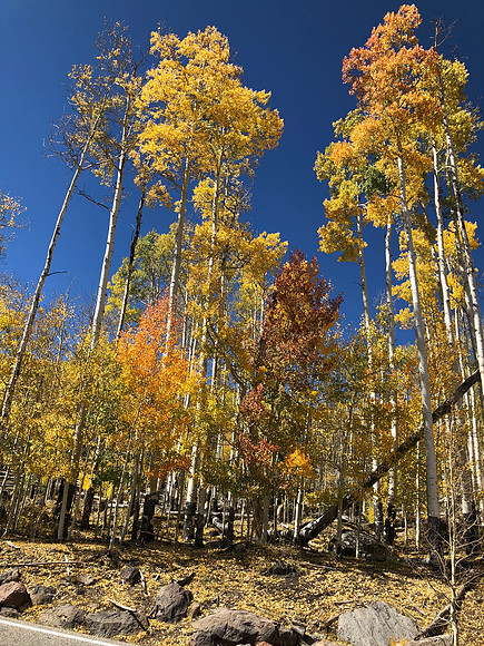 Fall color in Utah