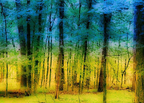 Misty Forest