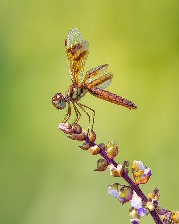 Lil' Eastern Amberwing