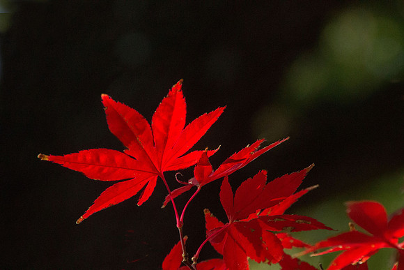Autumn's Glory