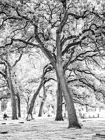 The Trees of Pioneer Park, Dallas