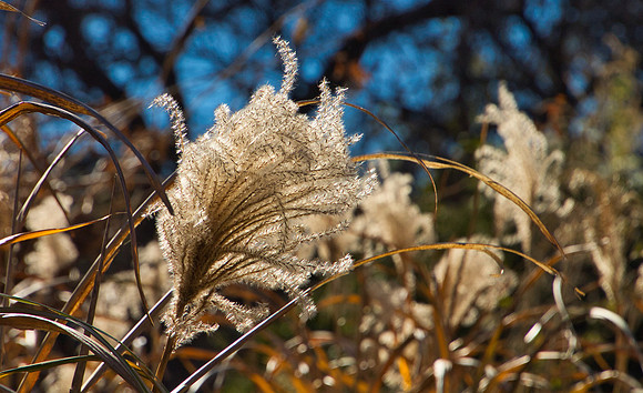 Ornamental Grass