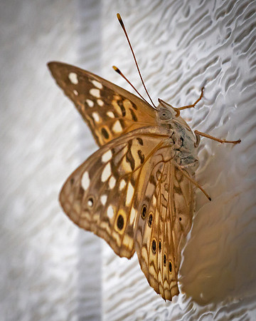 Flutterby