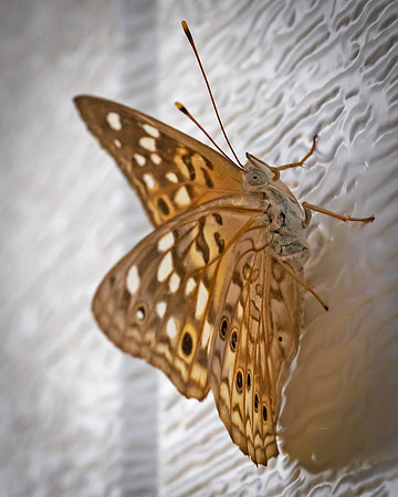 Flutterby