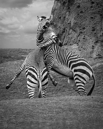 Fighting for Dominance