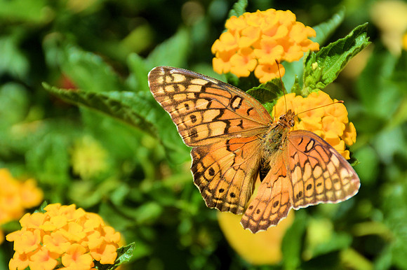 Butterflies Loving Lantina