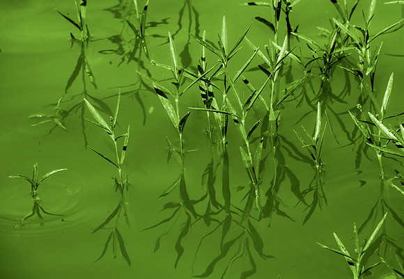 Dreamy Green