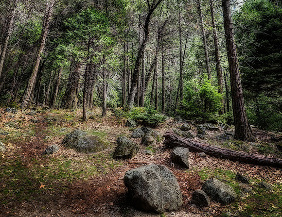 . . . as lovely as a tree - poet Joyce Kilmer