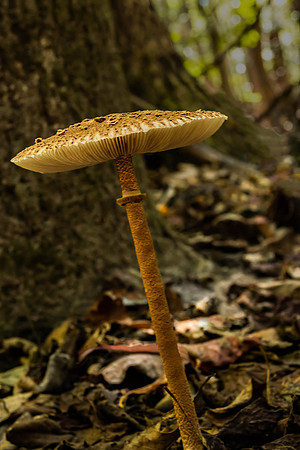 Mushroom