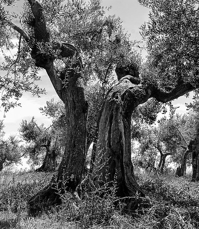Tango in Tuscany