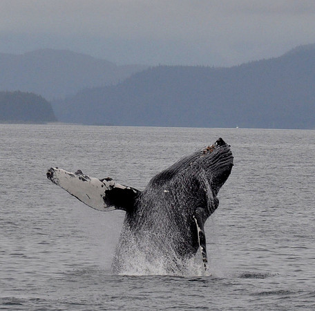 Whale of a Time