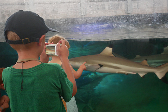 Capturing a Shark