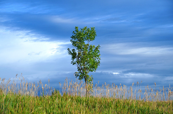 Lone Sentinel