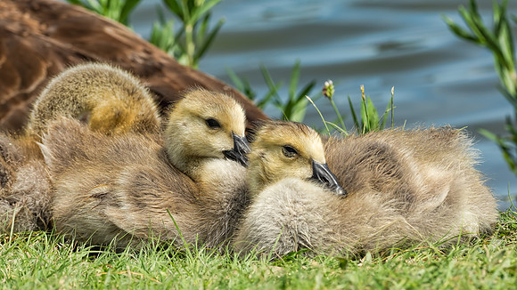 Cuddle Buddies