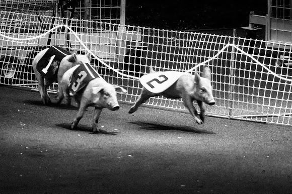 When Pigs Can Fly -- Texas State Fair