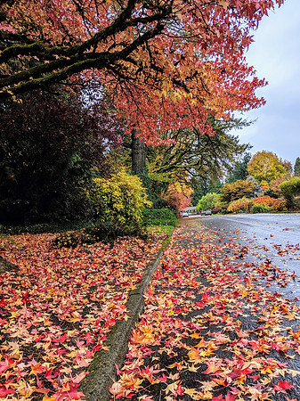 Fall Colors 2