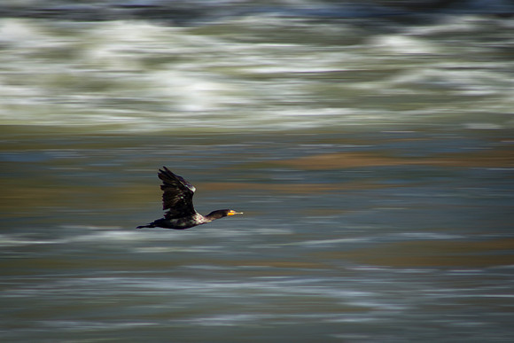 Cormorant
