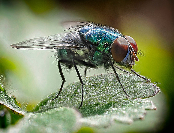Meet Mister Fly