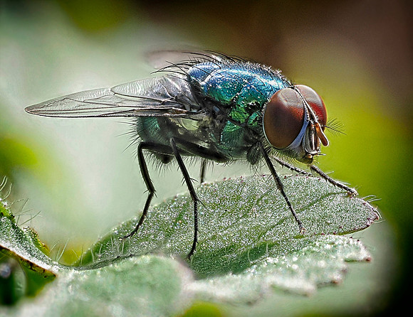 Meet Mister Fly