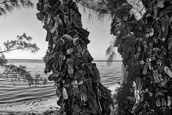 Shoe Tree