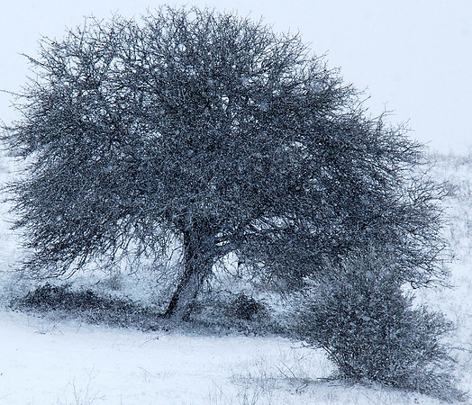 A Tree in Winter