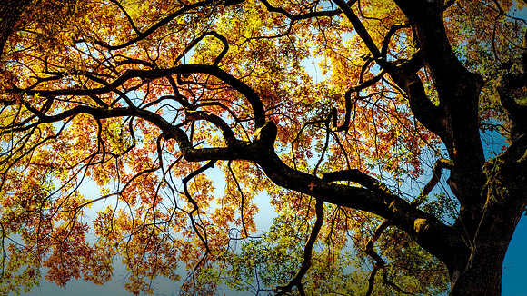 The Tree of Life