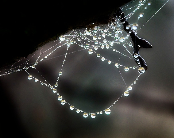 Pearls in the Fog