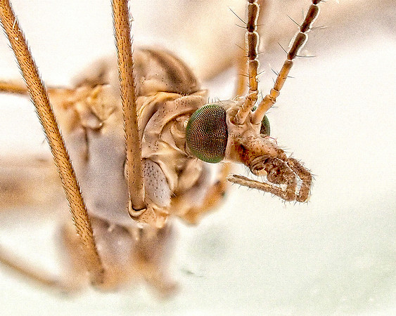 Portrait of a Crane Fly