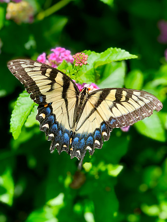 Swallowtail Butterfly