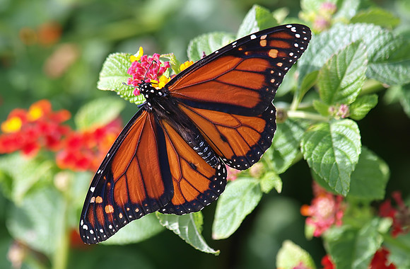 Monarch Migration Time