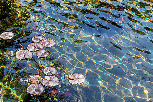 Shimmer and Light