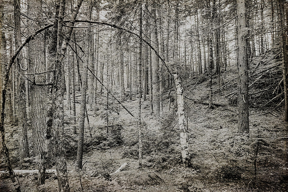 Into the Woods