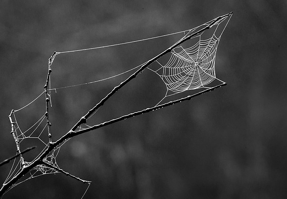 Safety Net
