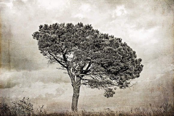 Tree On a Hill