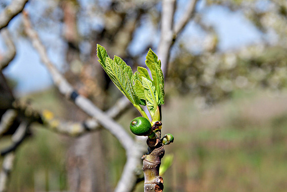 Blooming Italian Fig Tree