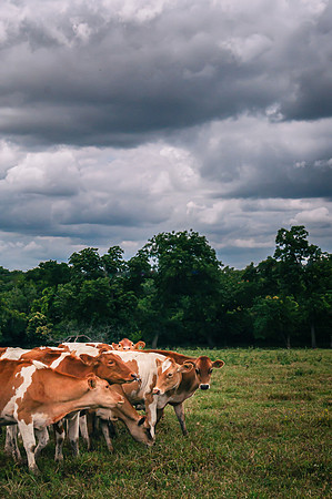 Sky and Cattle