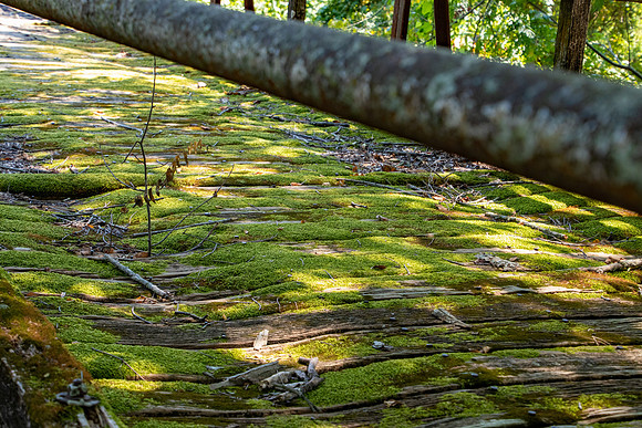 Moss in the Mornin'