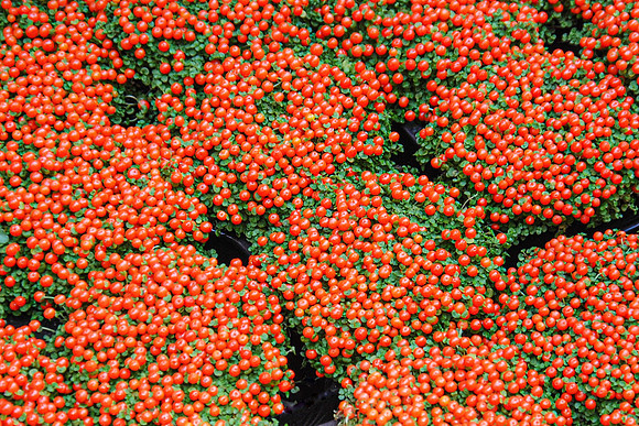 Berry Beautiful
