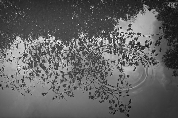 Splash