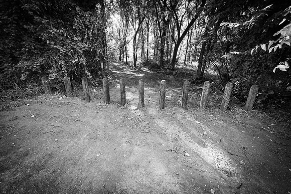 Hiding the Destruction -- bollards block destruction by bulldozer in the Spring Creek Forest Preserve