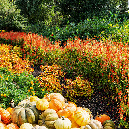 Fall Tapestry
