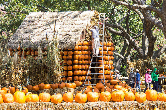 Building a Pumpkin House